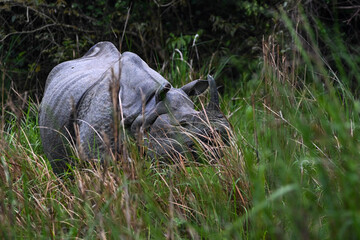 rhino in the grass