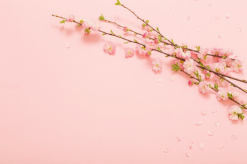 branches of blossoming almonds on pink background