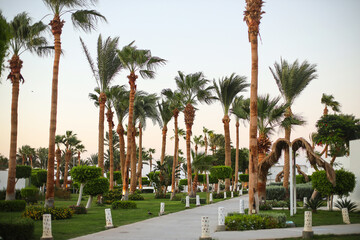 Fototapeta na wymiar Palm trees on the beach in Egypt on the Red Sea