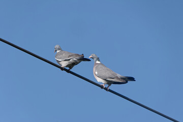 Pigeons Biset perchés.