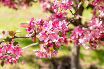 Obraz premium Ornamental apple tree blooming.Crabapple Trees Blooming.Spring season.Paradise Apple.Selective focus