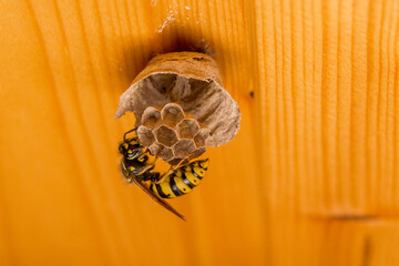 a wasp builds a small nest in which eggs lie