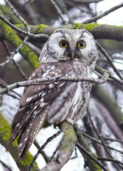 Tengmalm's owl nests mainly in old black woodpecker holes