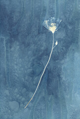 Sun-printing or cyanotype process. Skeleton flower cyanotype	
