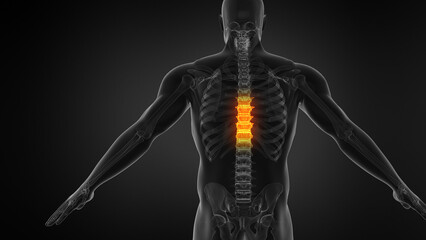 Human Anatomy Showing Spine Structure.