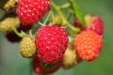 Reife Himbeeren an einem Strauch