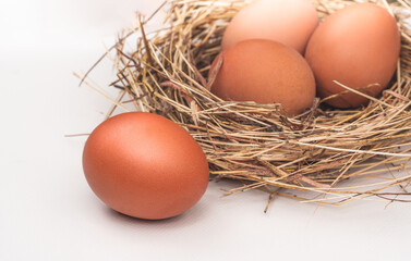 Close up eggs on white and nest. Organic food concept.