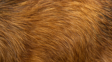 Dog fur textures. Red dog fur natural for backgrounds, textures and wallpapers.