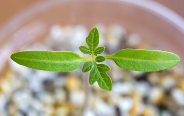 Cherry tomato seedling macro shot - obrazy, fototapety, plakaty