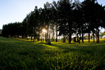 beautiful park in the city in the warm summer during sunset