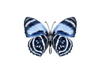Butterfly watercolour clip art for wedding invitation or greeting cards
