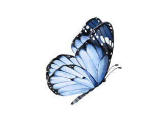 Butterfly watercolour clip art for wedding invitation or greeting cards