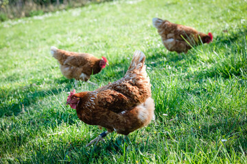 Les poules