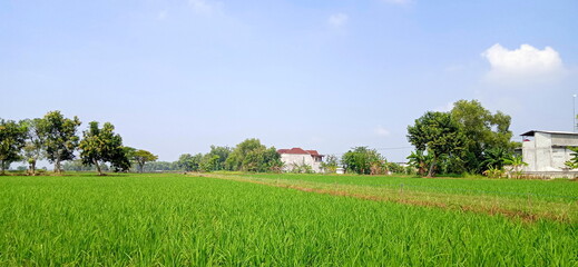 Landscape with rice field