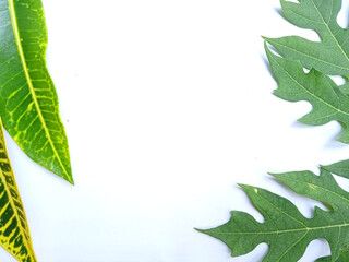 Fototapeta premium green leaves frame