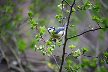 Bluetit perched in a tree