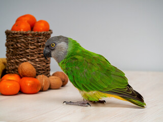 Poicephalus senegalus. Senegal parrot on wooden background with fruits and nuts.