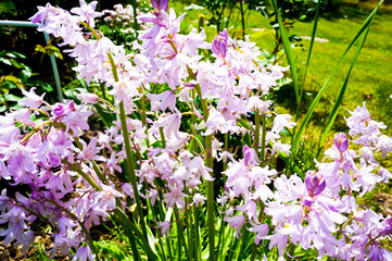 beautiful flowers in the park in summer on a green background