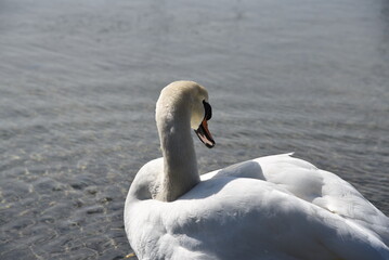 Schwan bei der Gefiederpflege