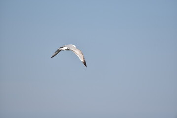 Möwen im Flug