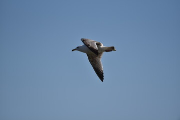 Möwen im Flug