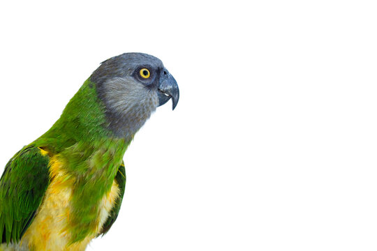 Poicephalus senegalus. Senegal Parrot on white background.
