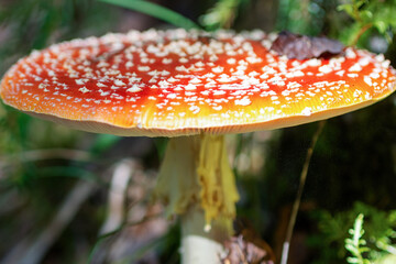 Red fly agaric against the background of the forest. Red fly agaric mushroom in the grass. Amanita muscaria.