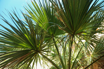 Iluminated Washingtonia filifera, California fan palm leaves against blue sky in medieval fortress village Monemvasia. Eco tropic background