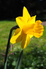 extreme close up of a spring daffodil flower