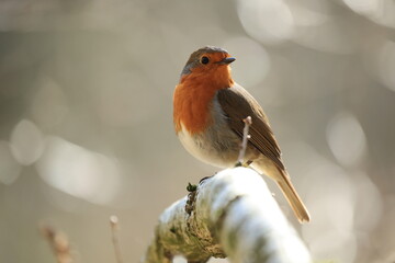 robin on a branch