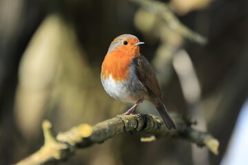 robin on a branch