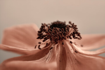Pastelowo pomarańczowy kwiat zawilca japońskiego. Zdjęcia makro kwiatów. Pręciki i wnętrze zawilca. - obrazy, fototapety, plakaty
