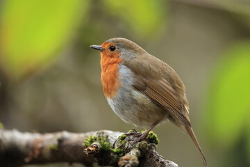 robin on a branch