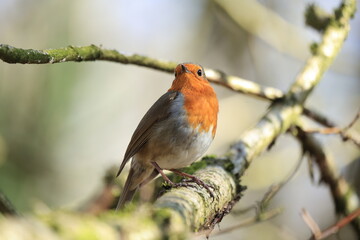 robin on branch