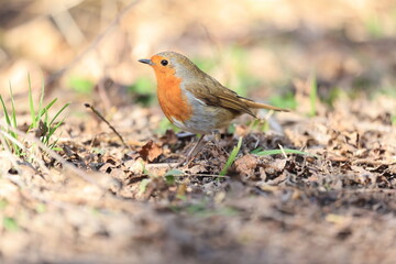 robin on the ground