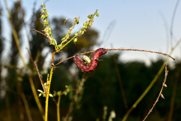 The caterpillar hangs on a stalk of grass.