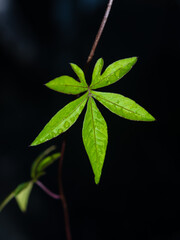  Leaf blades of Cairo morning glory