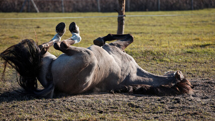 Horse rolling and lying on the ground sand on a paddock. Lusitano horse plying outside.