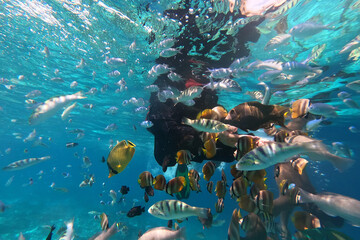 Fototapeta na wymiar Snorkeling with various fish at Gili Meno, Lombok, Indonesia