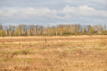 Obraz na płótnie Canvas Field with yellow grass and trees on the horizon.