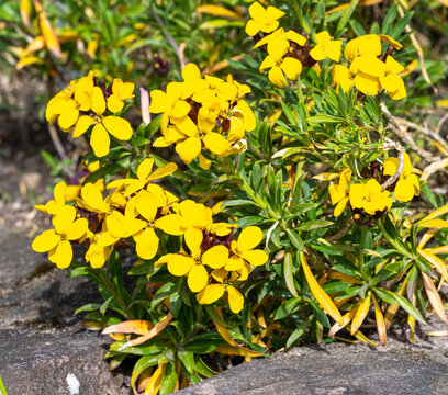 The gold lacquer (wallflower) is an ornamental plant of the family the cruciferous