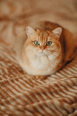 Fototapeta na wymiar domestic red cat, pet, young healthy cat