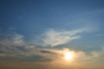 Black mosquitoes against blue sky in the evening. Yellow sun sets behind the little clouds. Insects in the air. Germany.