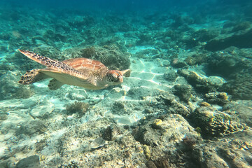 Endangered Sea Turtle cruising in turquoise sea water at Gili Trawangan, Lombok, Indonesia. Underwater world. 