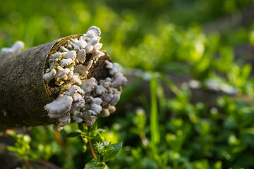 Log of wood on which fungi and mold grow, in the forest