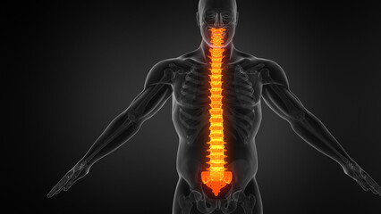 Anatomy of Human Spine.