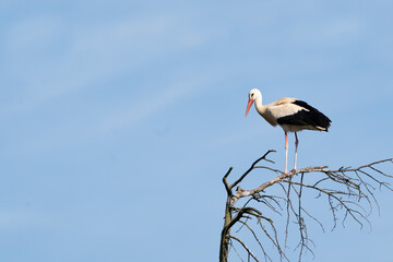 Storch