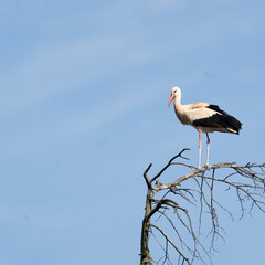 Storch