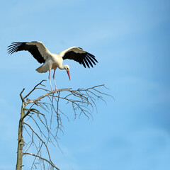 Storch