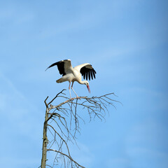 Storch